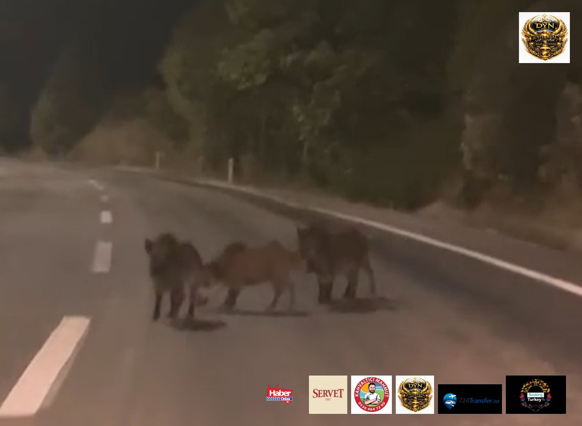 Kahramanmaraş Andırın'da yaban domuzu sürüsü yola indi, sürücü görüntüledi