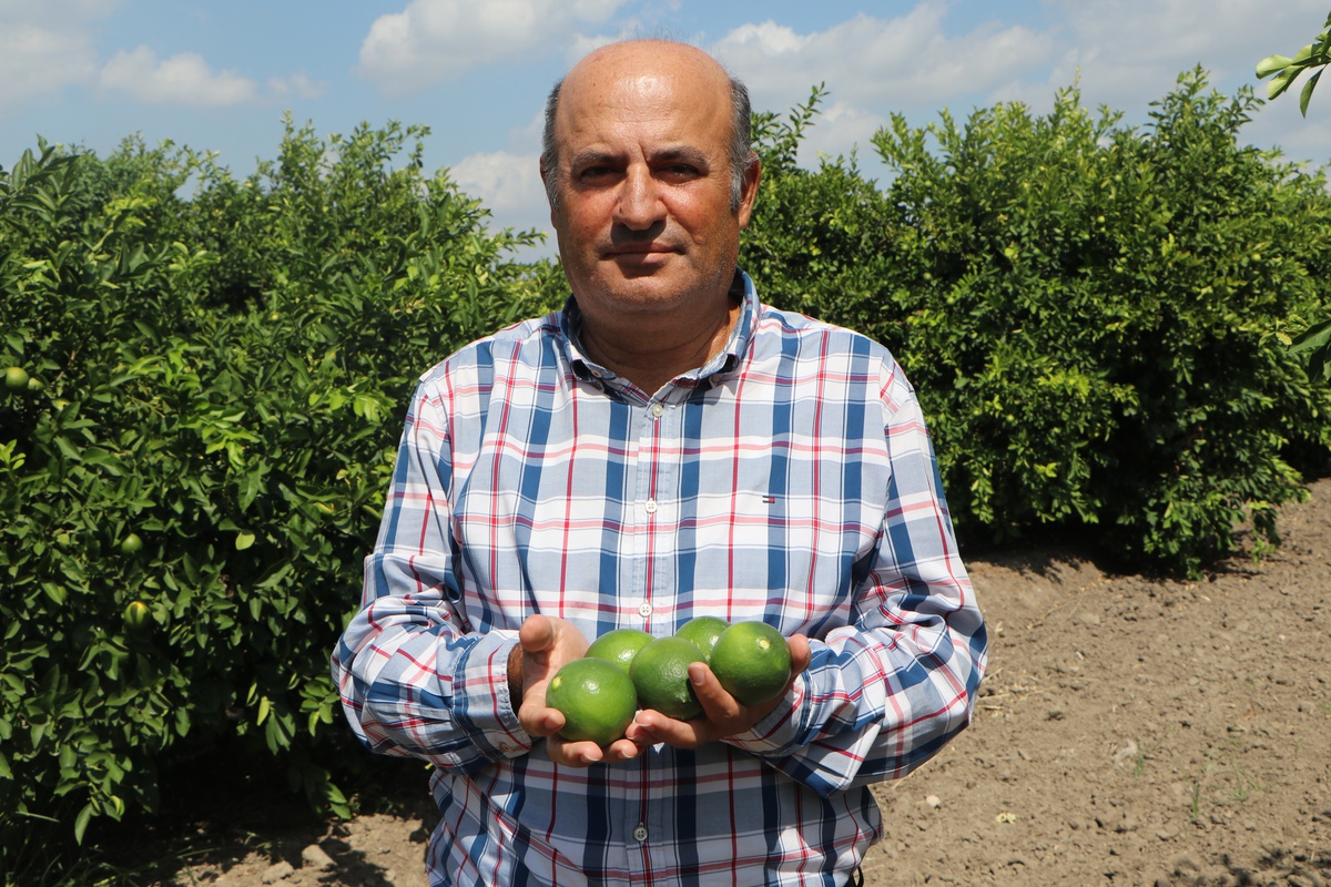 [BELEDIYE · Adana] Adana'da yeni sezon Mayer limonu, yatak limonu nedeniyle beklenen fiyata ulaşamadı