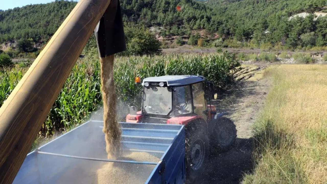 Beyaz altın hasadı başladı! Gözler fiyatta