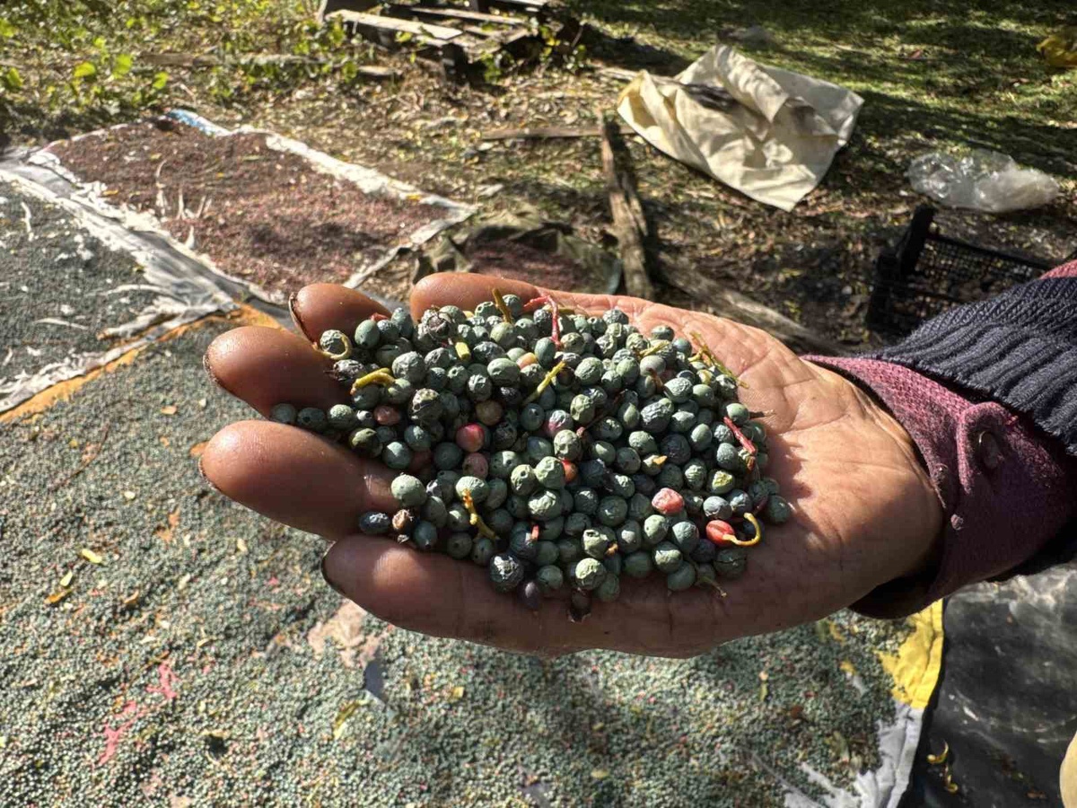 Akseki'de bol yetişen menengiç, kilosu 250-300, yağ litresi bin 200 liradan satılıyor