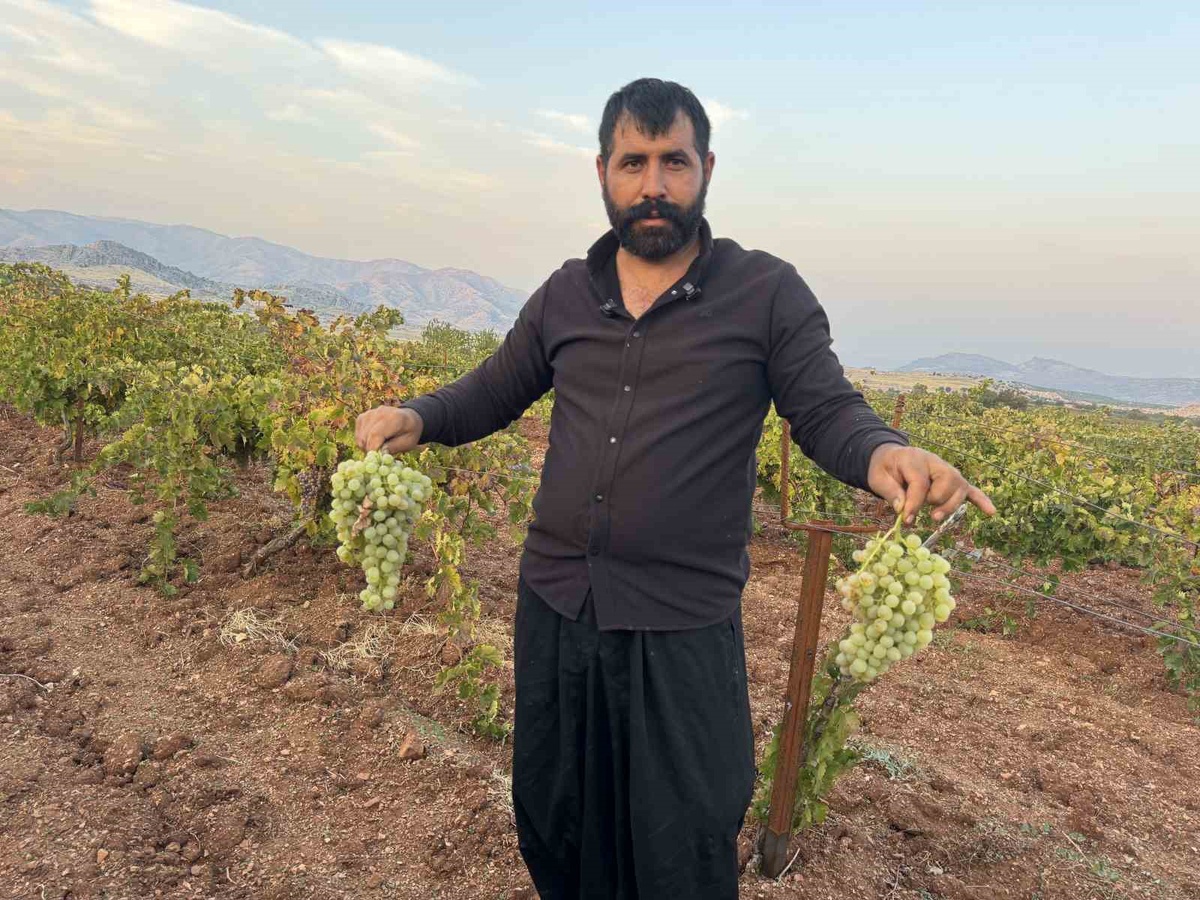 Diyarbakır Çermik'te üzüm hasadı başladı, ürünler 81 ile gönderiliyor
