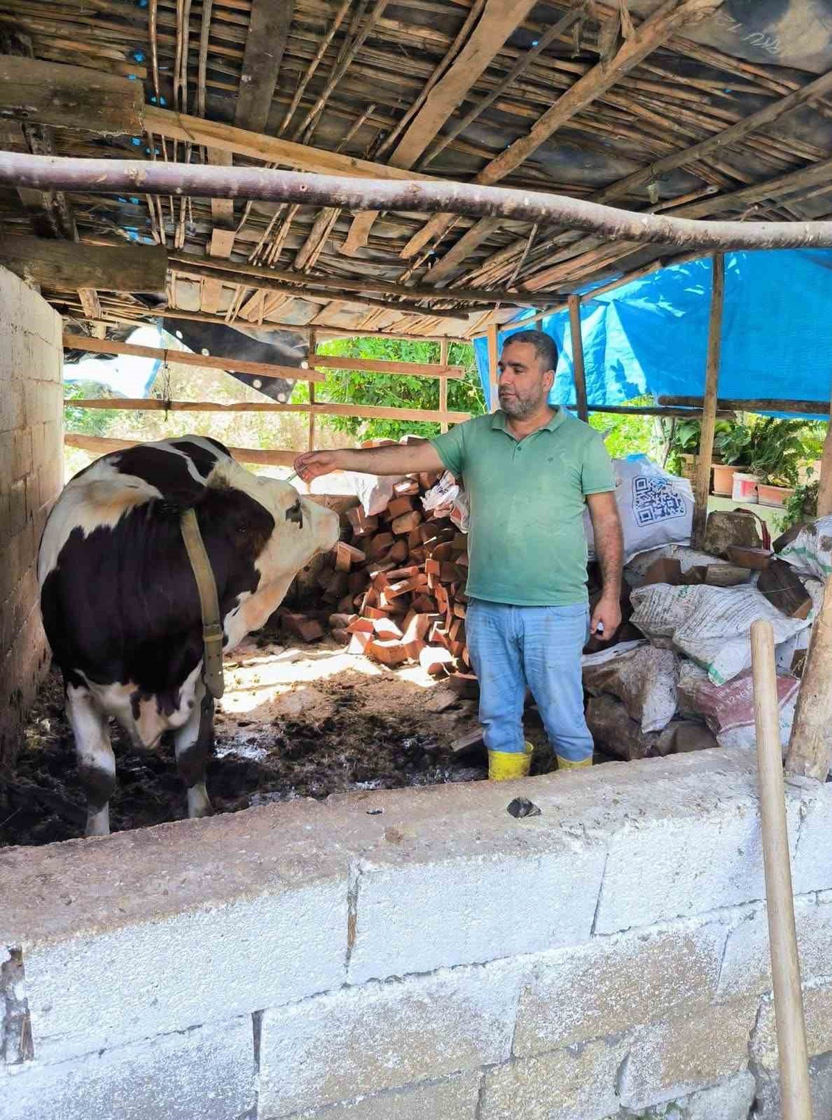 Hatay'da SAT-1 varyantına karşı büyükbaş hayvanlara şap aşısı yapılıyor