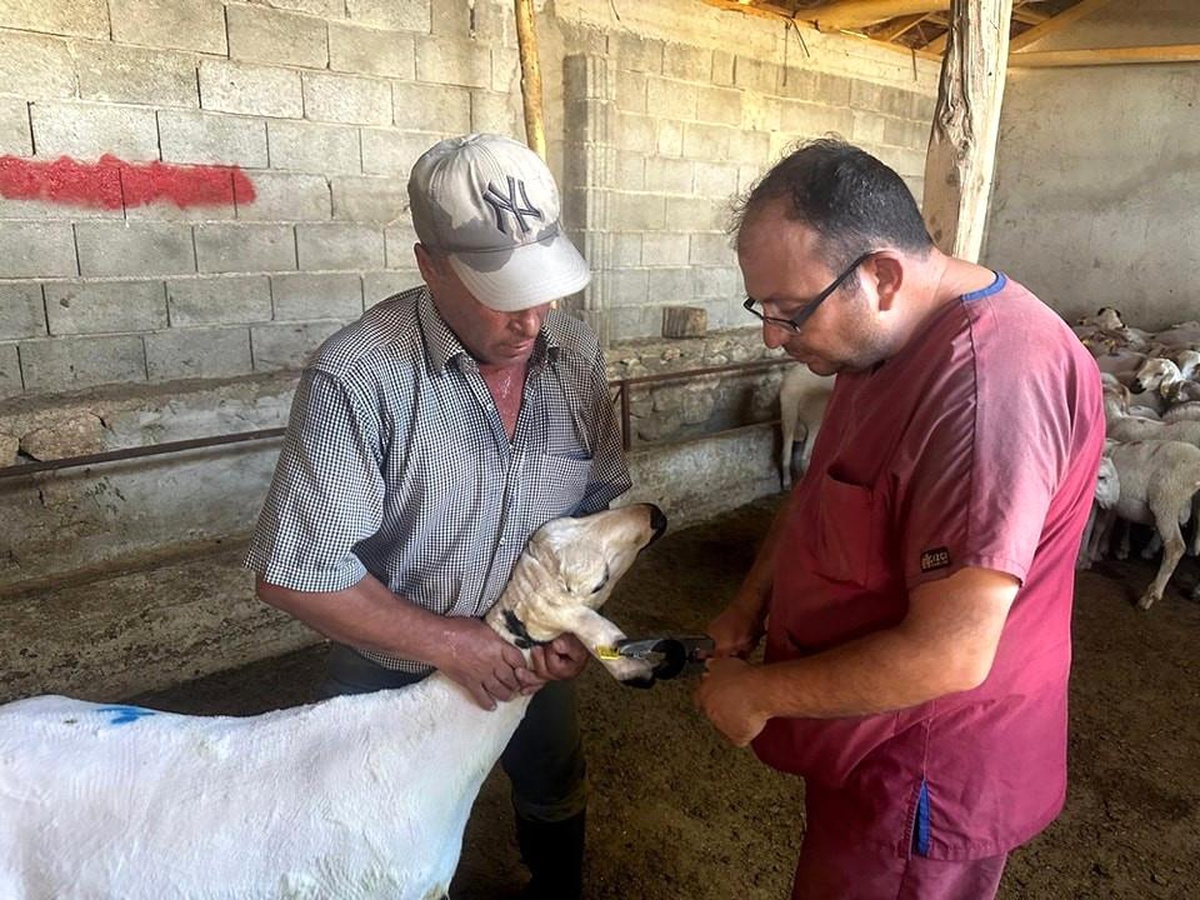 [BELEDIYE · Afyonkarahisar · Başmakçı] Afyonkarahisar Başmakçı İlçe Tarım ve Orman Müdürlüğü Hayvan Sağlığı Çalışmalarına Devam Ediyor