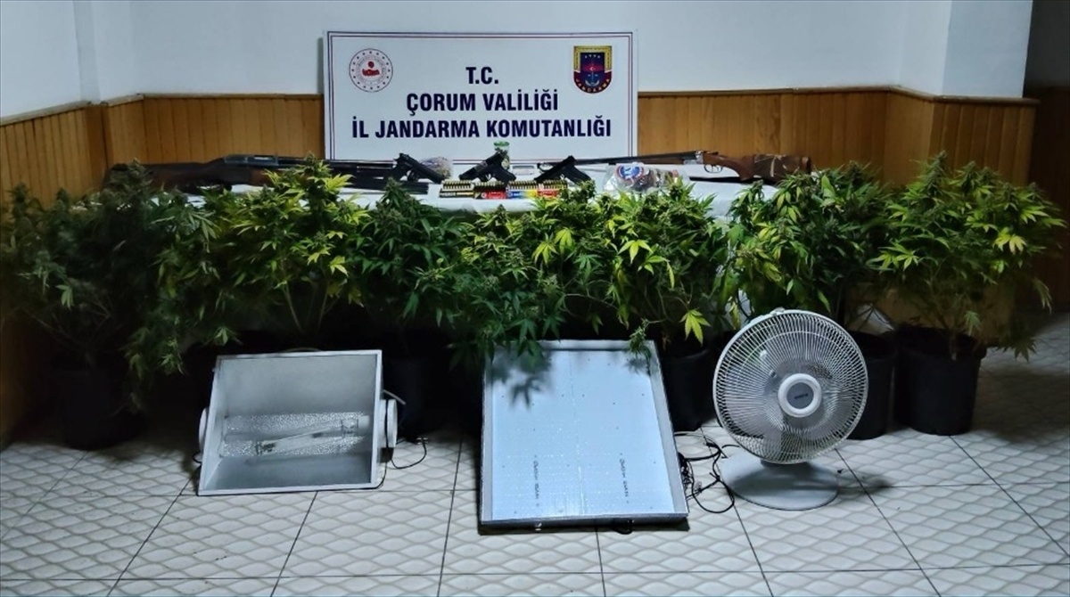 [BELEDIYE · Afyonkarahisar · Bayat] Çorum'da uyuşturucu bitki yetiştiren 4 kişi yakalandı