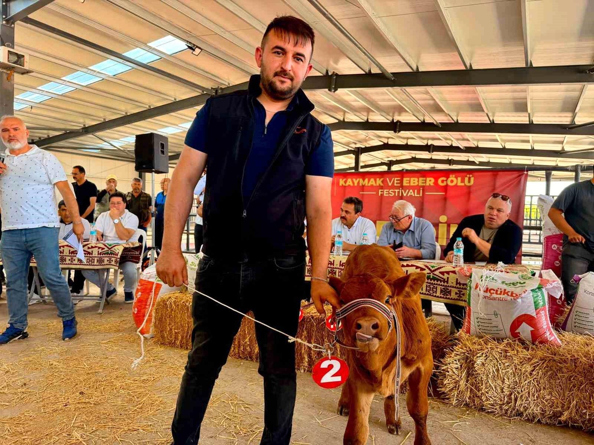[BELEDIYE · Afyonkarahisar · Bolvadin] Yılın en güzel buzağısı 40 günlük buzağı oldu