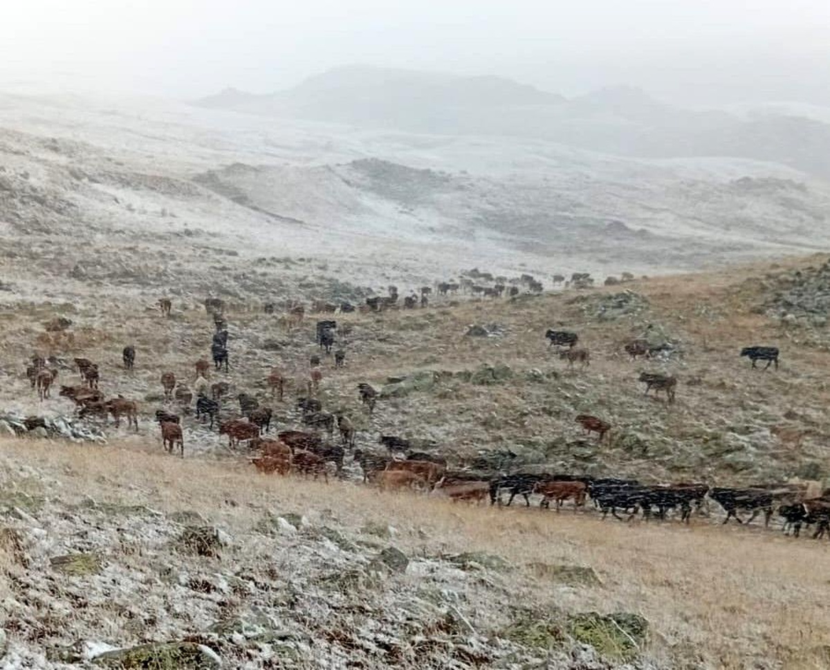 [YEREL / KAMU · Afyonkarahisar · Çobanlar] Erzurum'da Kar Yağışı Çobanları Zor Durumda Bıraktı