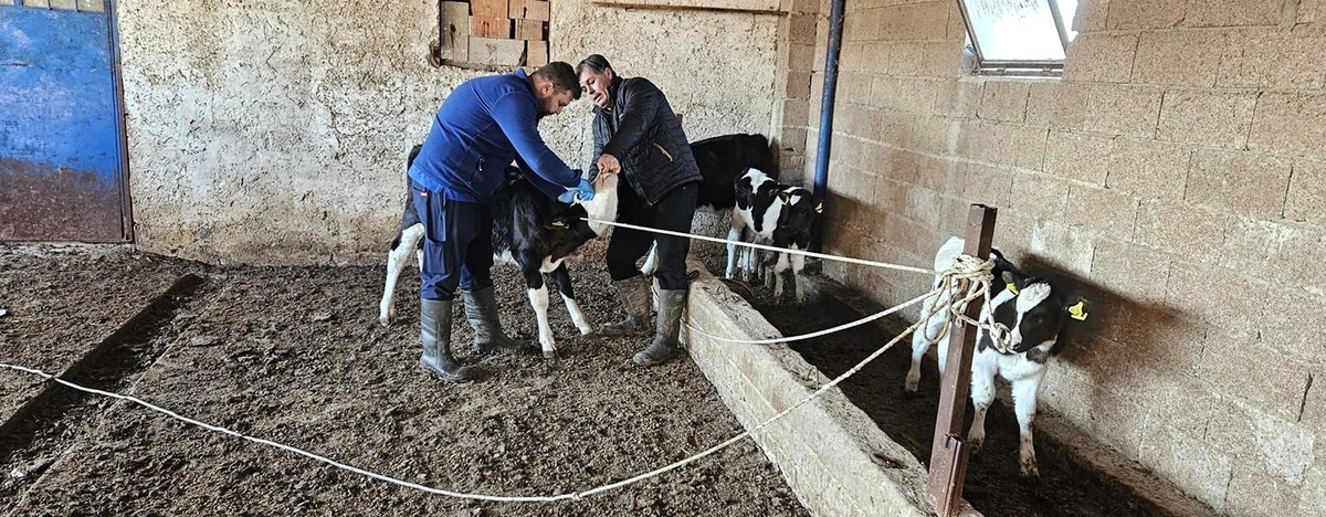 [YEREL / KAMU · Afyonkarahisar · Dazkırı] Dazkırı'da Hayvanlara Aşı Uygulaması Başlatıldı