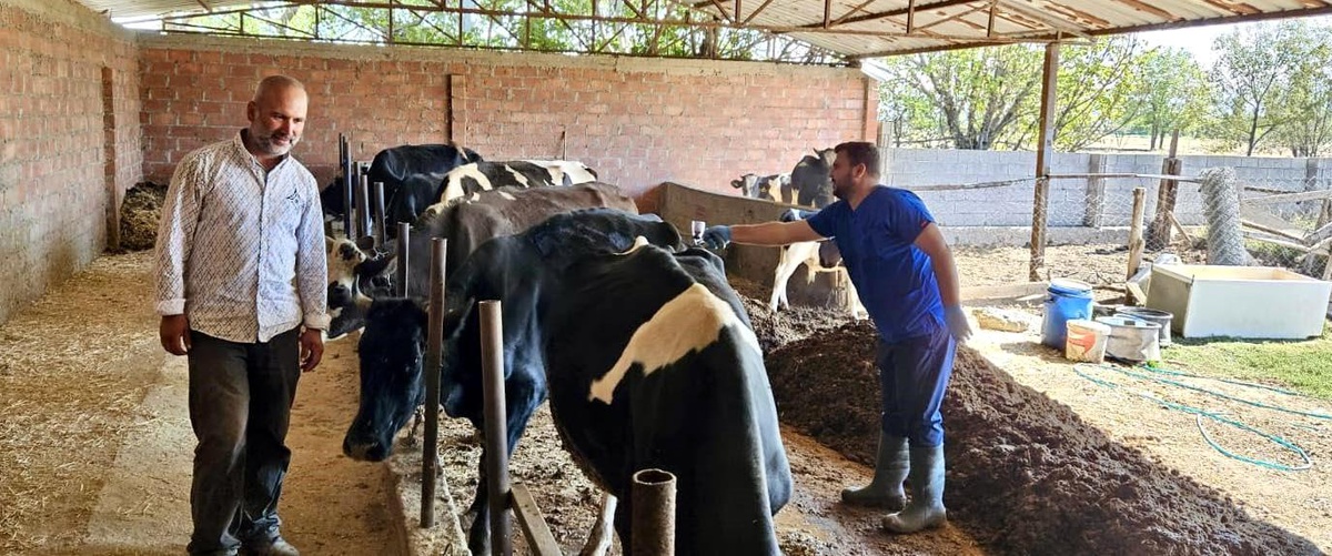 [YEREL / KAMU · Afyonkarahisar · Dazkırı] Afyonkarahisar'da Şap Aşılama Programı Devam Ediyor