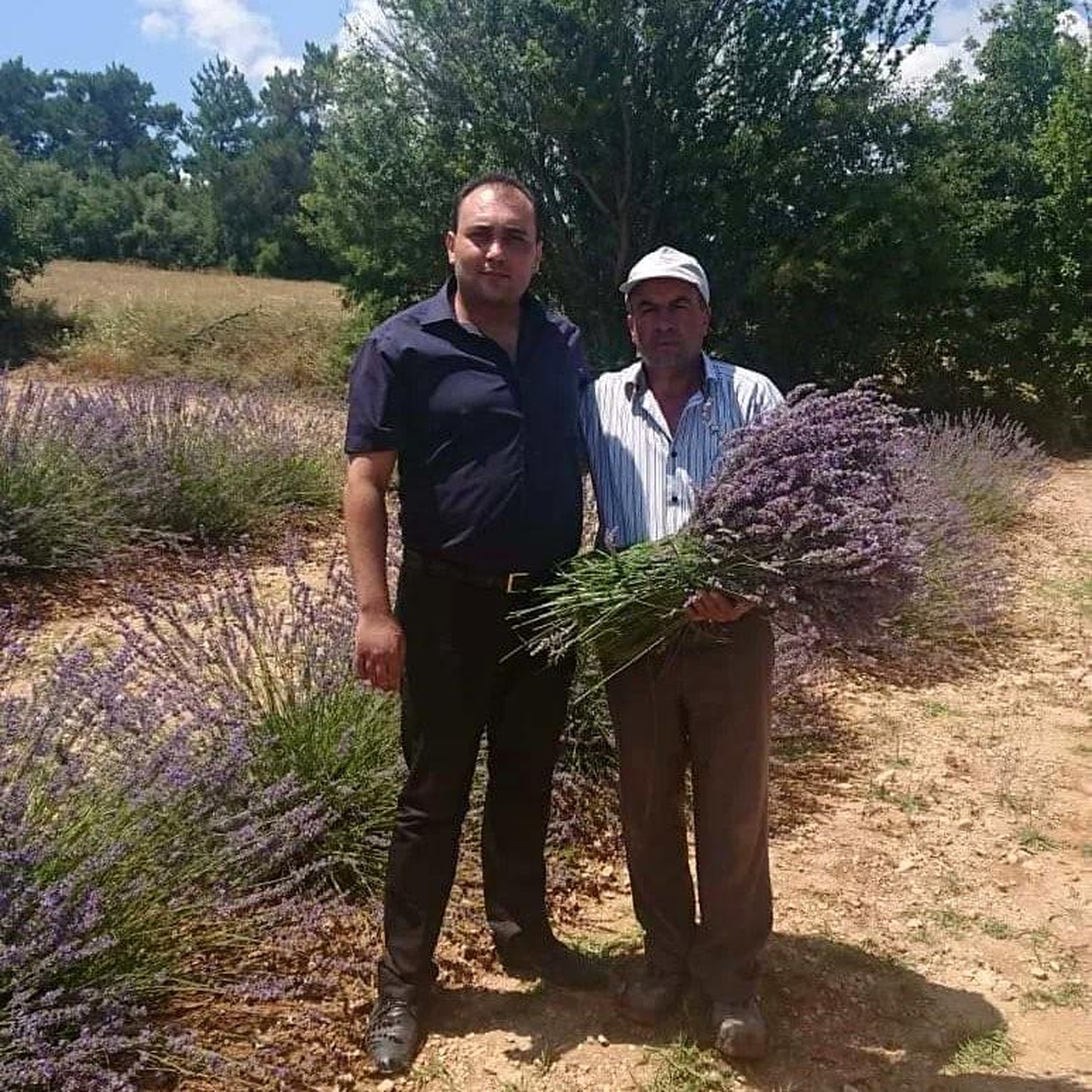 [YEREL / KAMU · Afyonkarahisar · Dazkırı] Afyonkarahisar Dazkırı ilçesinde lavanta hasadı yapıldı