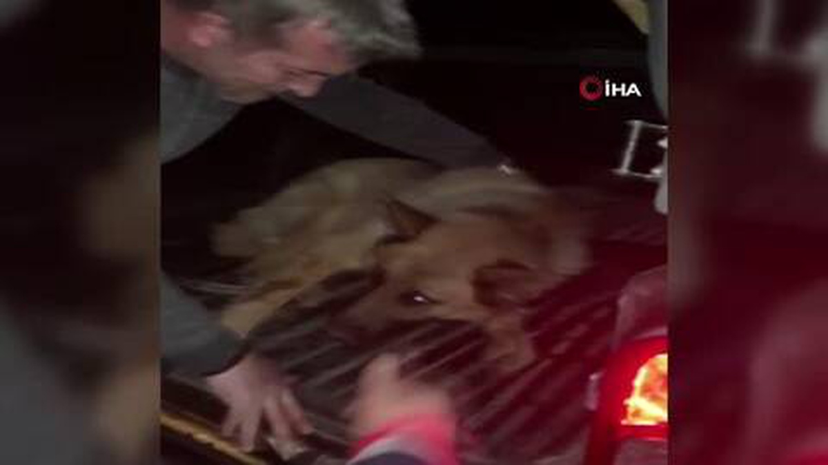 [YEREL / KAMU · Afyonkarahisar · Dinar] (AFYONKARAHİSAR)Gece korona denetimine çıkan kaymakam yaralı köpeğin imdadına yetişti