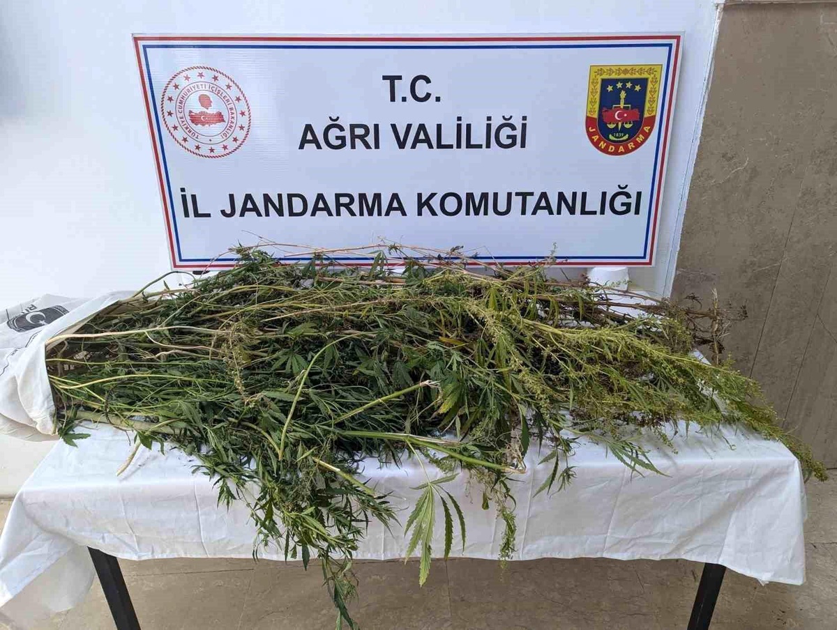 [YEREL / KAMU · Ağrı · Eleşkirt] Ağrı'da Uyuşturucu Operasyonu: 90 Kök Hint Keneviri Ele Geçirildi