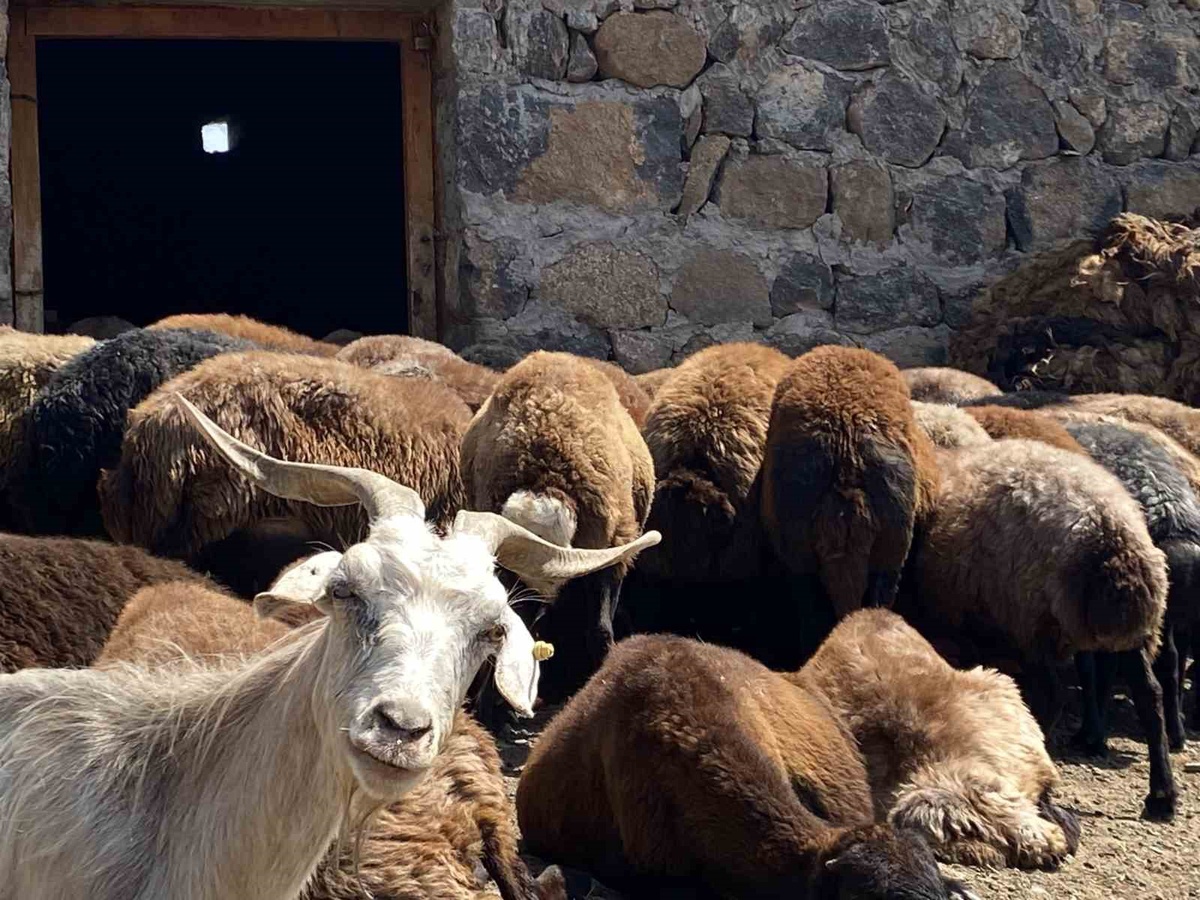 [YEREL / KAMU · Ağrı · Patnos] Patnos’ta koyun sağımı mesaisi devam ediyor
