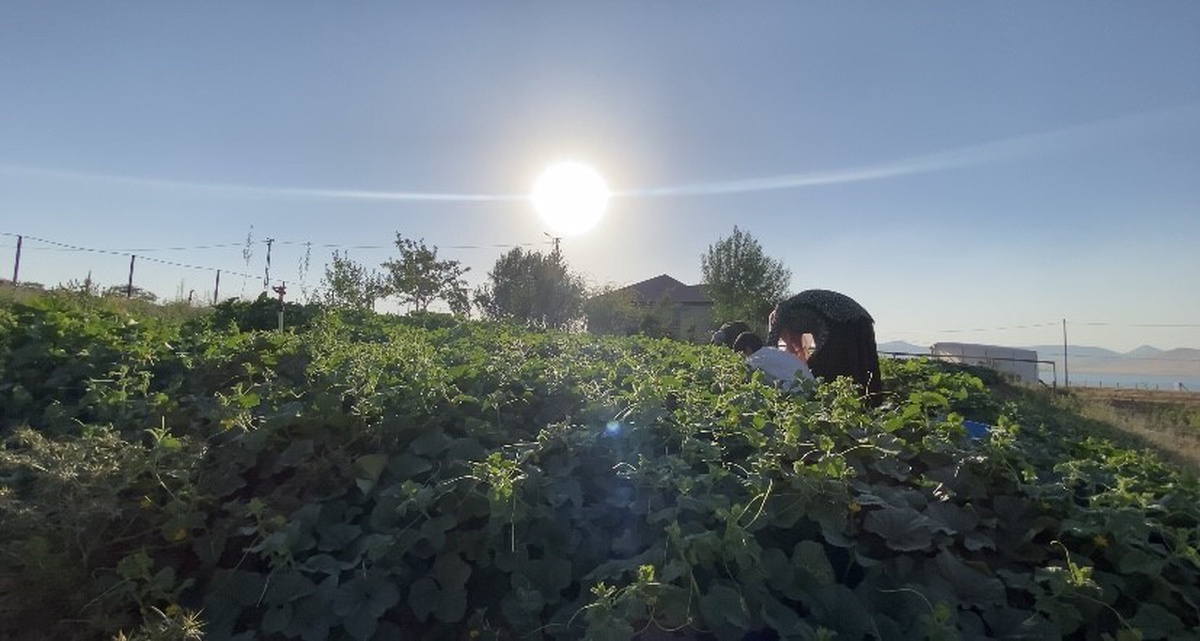 [YEREL / KAMU · Ağrı · Patnos] Patnos'ta yaz bereketi: Köy bostanları kışa hazırlanıyor