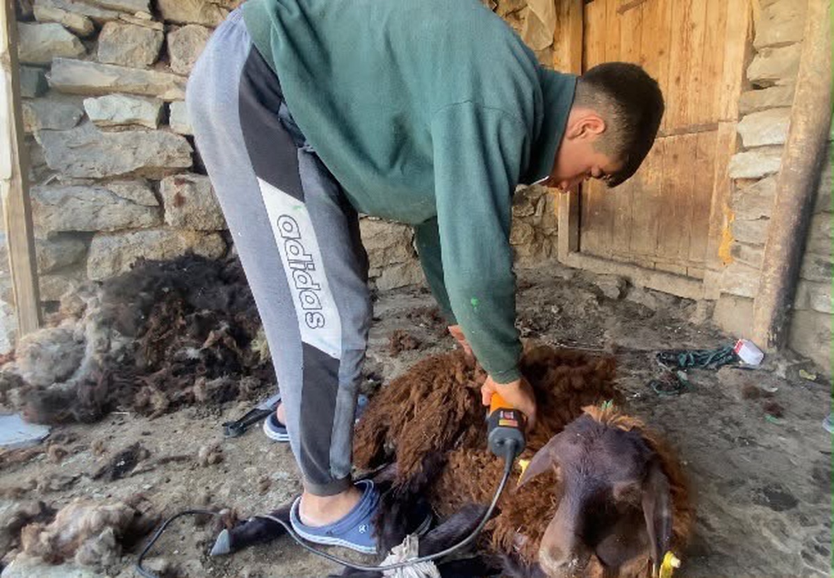 [BELEDIYE · Ağrı · Patnos] Patnos'ta Koyun Kırkım Mesaisi Başladı