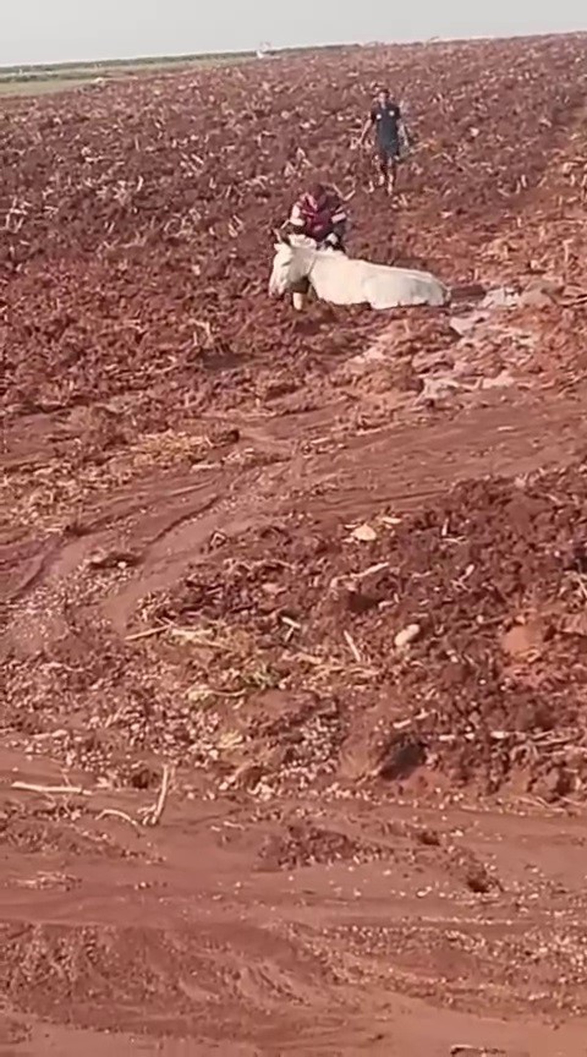 Hatay Reyhanlı'da çamura saplanan eşek, itfaiye ekiplerince sahibine teslim edildi