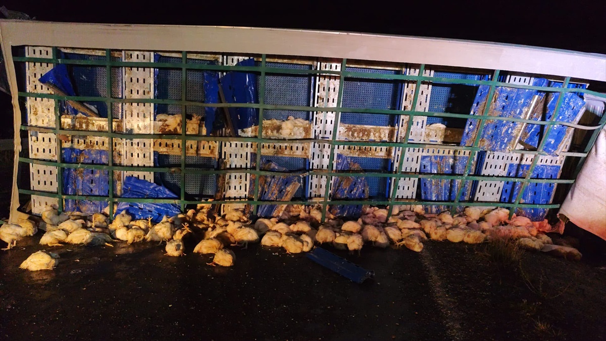 [BELEDIYE · Yozgat] Yozgat Sarıkaya'da tavuk yüklü tır devrildi, sürücü yaralandı, tavuklar telef oldu