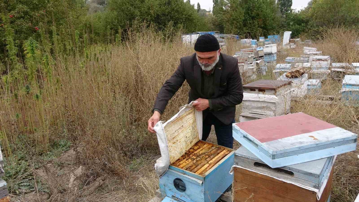 Yozgat Sorgun'da Kenevir Tarlası Yanında İlaçsız Kenevir Balı Üretiliyor