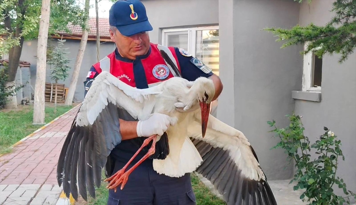 [BELEDIYE · Yozgat · Boğazlıyan] Yozgat'ta Yaralı Leylek Tedavi Altına Alındı