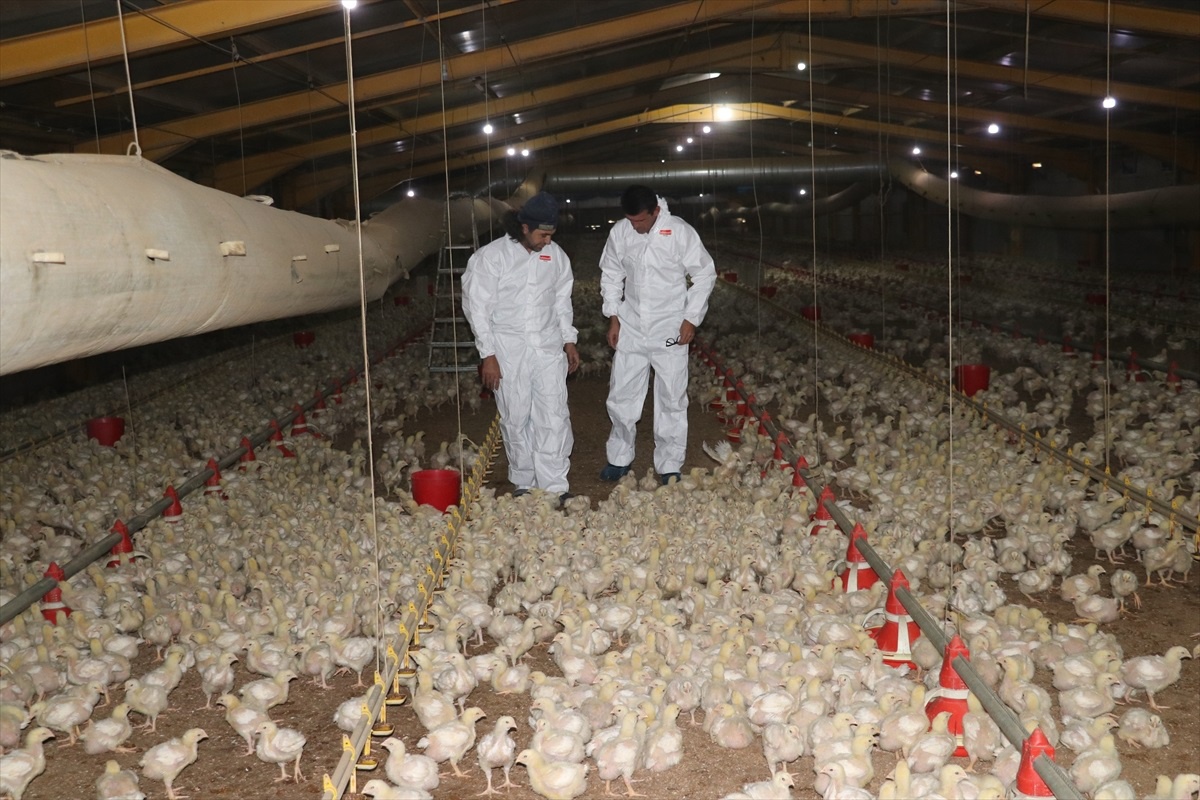[YEREL / KAMU · Yozgat · Çandır] Yozgat'ta Devlet Destekli Tavuk Üretimi