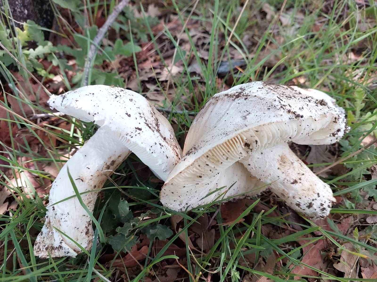 [YEREL / KAMU · Yozgat · Çekerek] Çayır mantarını toplaması zahmetli yemesi lezzetli