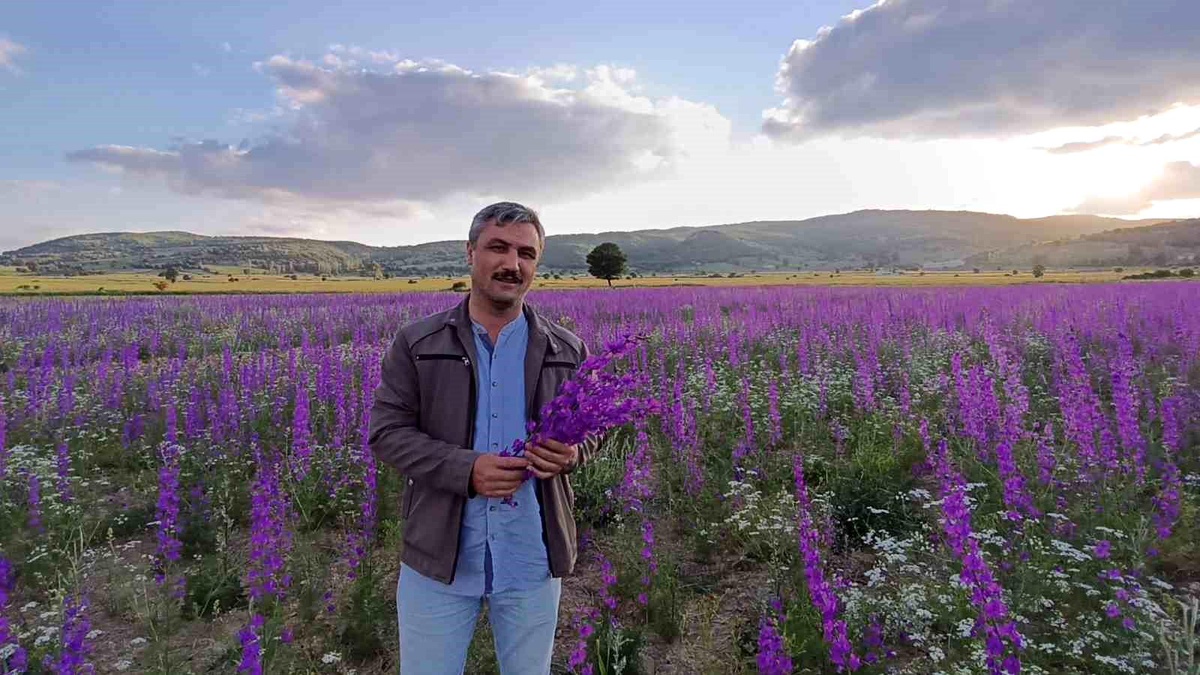 [YEREL / KAMU · Yozgat · Çekerek] Tarlalar mora boyandı, çiçekler resim tablosunu andırdı