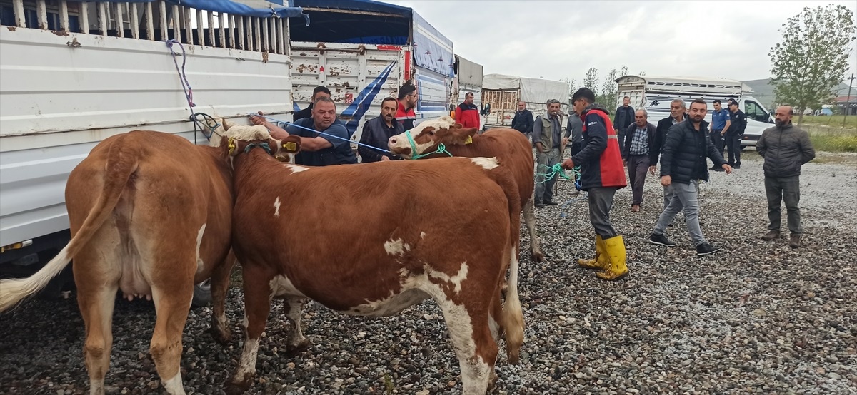 [YEREL / KAMU · Yozgat · Çekerek] Tokat'ta Süt Sığırcılığı Geliştirme Projesi Kapsamında Damızlık Hayvan Dağıtımı Yapıldı