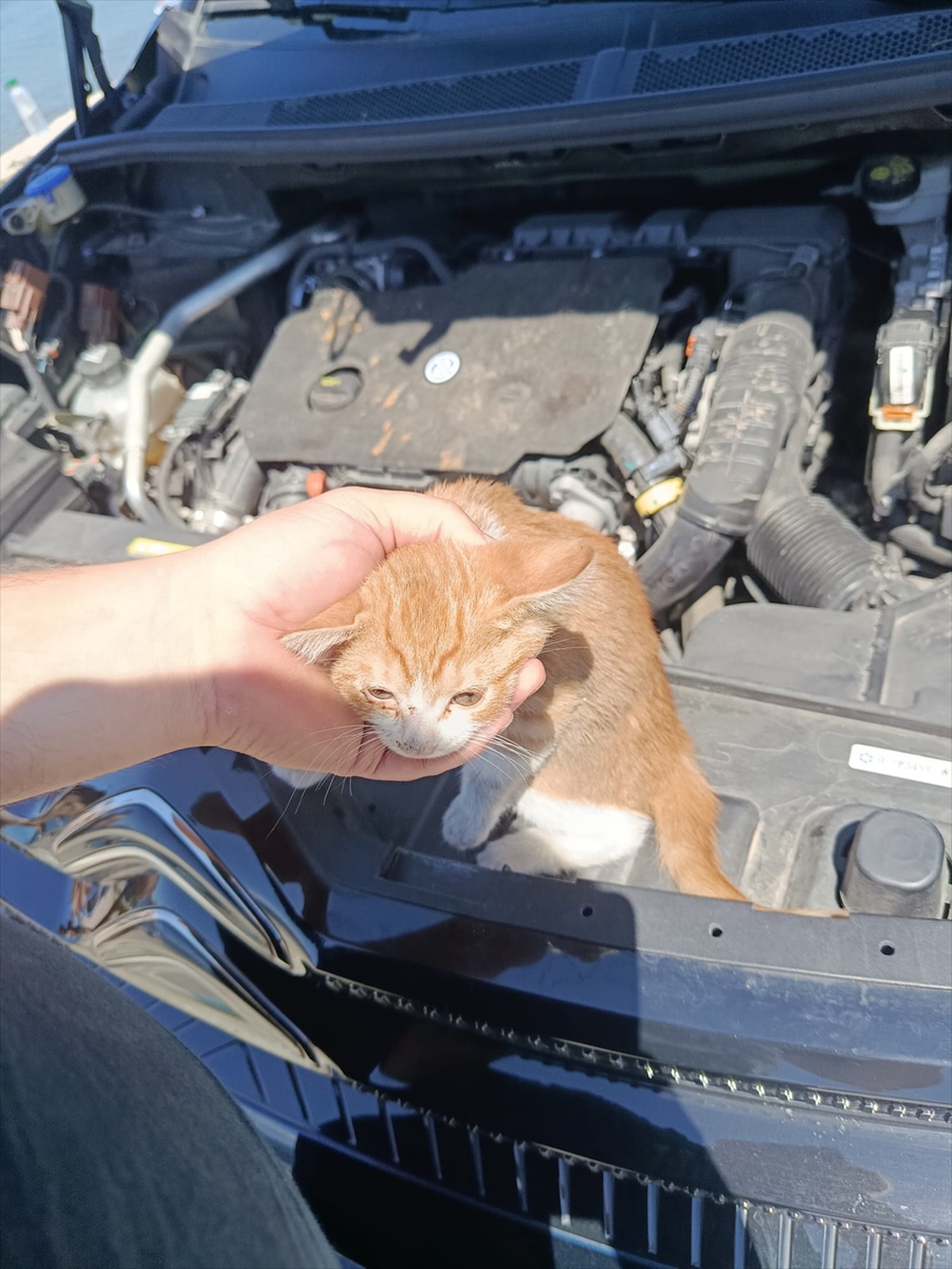 [YEREL / KAMU · Yalova · Çınarcık] Çınarcık'ta otomobilin motor bölümüne sıkışan kedi yavrusu kurtarıldı