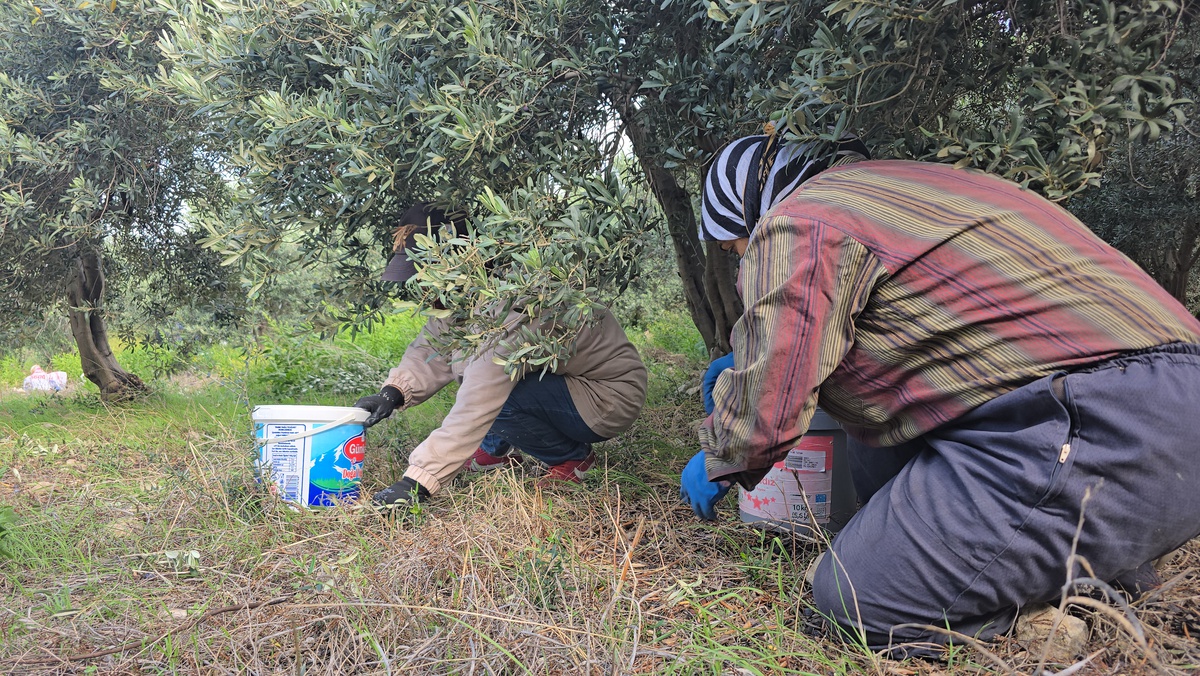 Hatay Samandağ'da halhalı zeytininin hasadı başladı, 20 bin ton rekolte bekleniyor