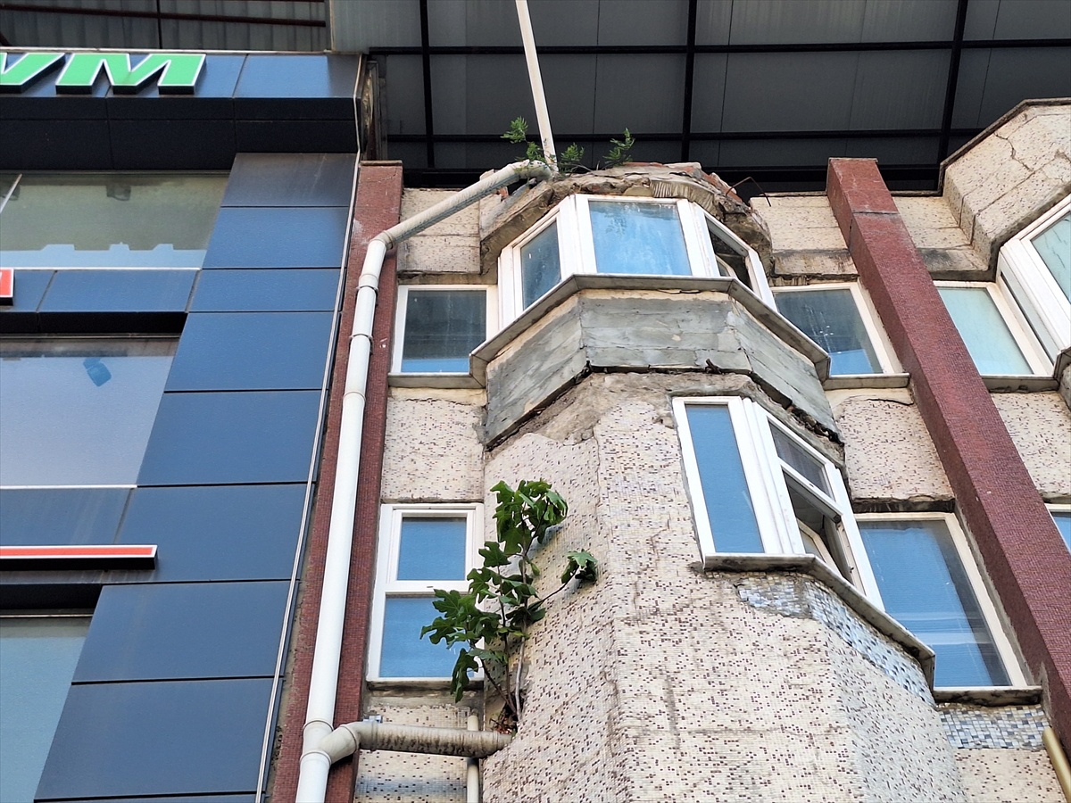 [BELEDIYE · Zonguldak · Alaplı] Beton Duvarın İncir Ağacı Şaşkınlık Yaratıyor