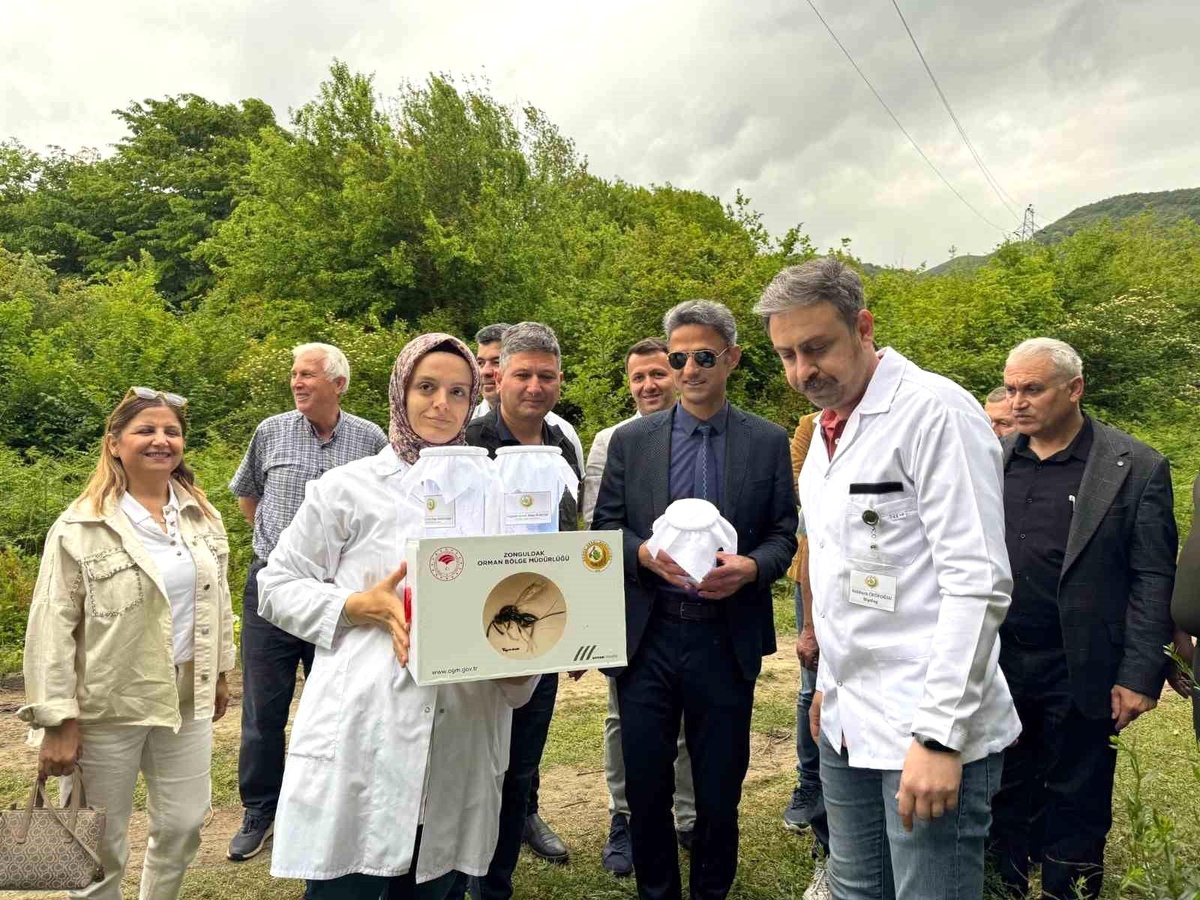 [YEREL / KAMU · Zonguldak · Çaycuma] Zonguldak'ta Kestane Gal Arısına Karşı Biyolojik Mücadele Başlatıldı