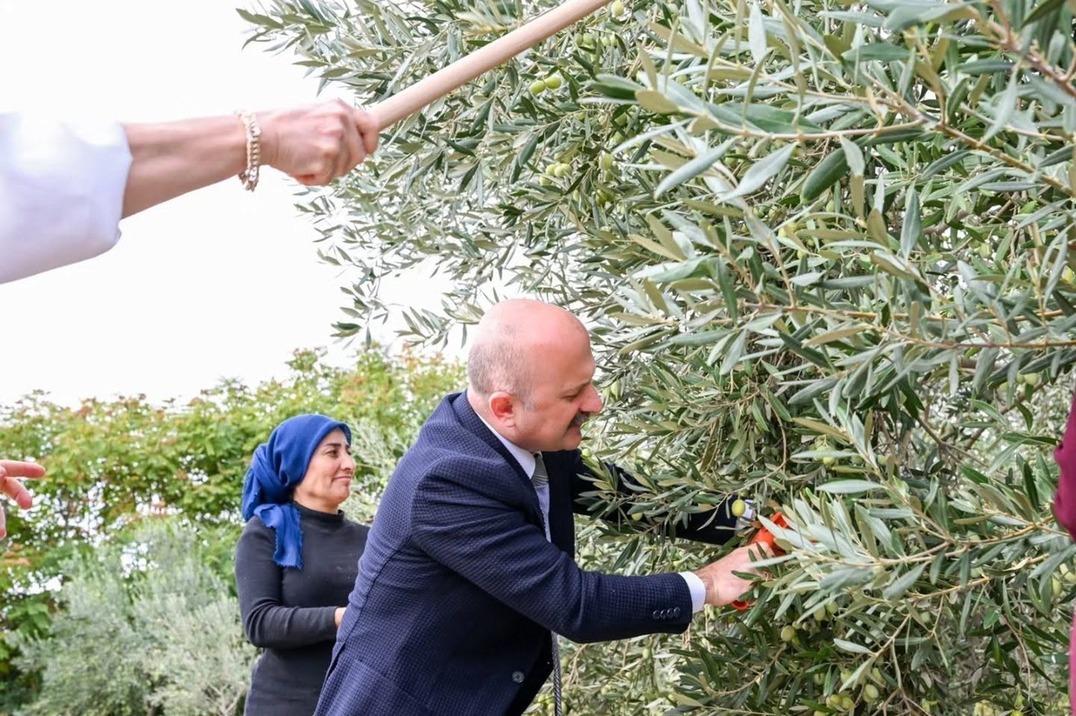 Aydın Valisi Varol, Dünya Kadın Çiftçiler Günü'nde zeytin hasadına katıldı