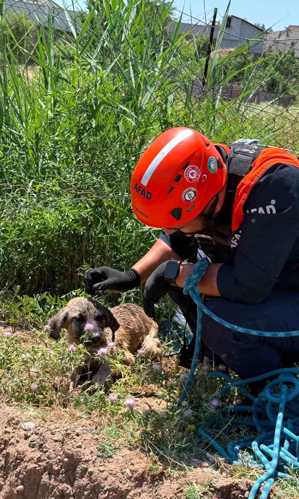 [BELEDIYE · Siirt · Baykan] Siirt'te kuyuya düşen köpek kurtarıldı