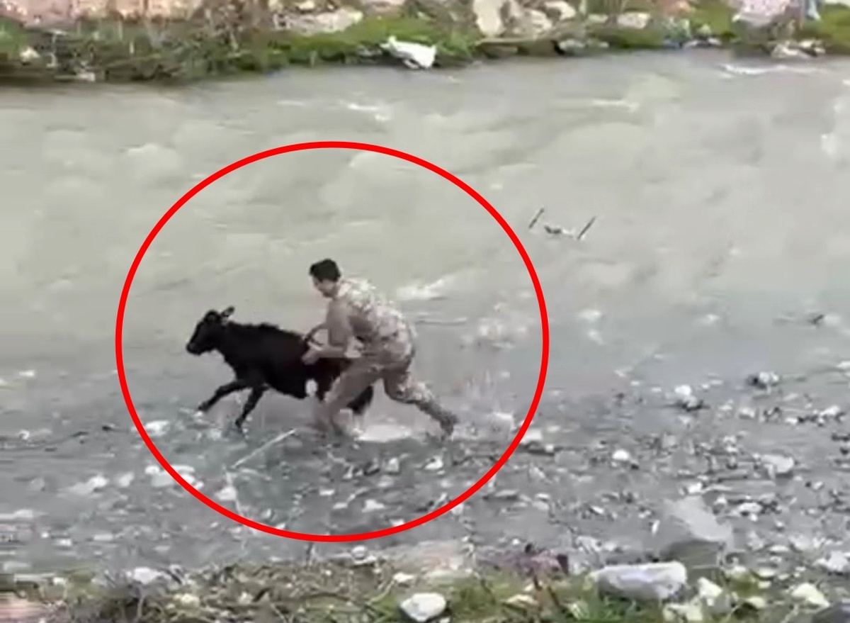 [BELEDIYE · Siirt · Baykan] Sahibinden kaçan buzağıyı polis memuru yakaladı; o anlar kamerada