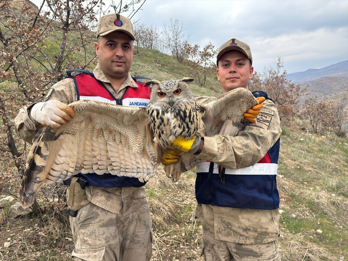 [YEREL / KAMU · Siirt · Eruh] Siirt'te yaralı bulunan kulaklı orman baykuşu tedavi altına alındı
