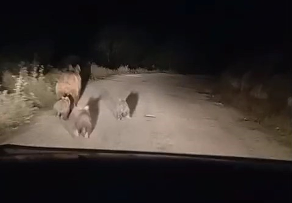 [YEREL / KAMU · Siirt · Eruh] Siirt'te Ayı ve Yavruları Köy Yoluna İndi