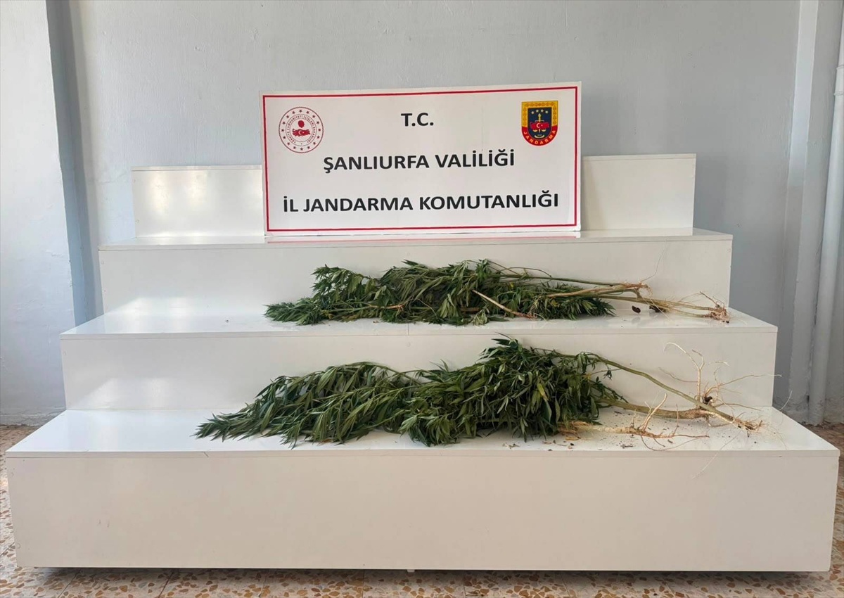 [YEREL / KAMU · Şanlıurfa · Akçakale] Viranşehir ve Akçakale'de Kenevir Operasyonu