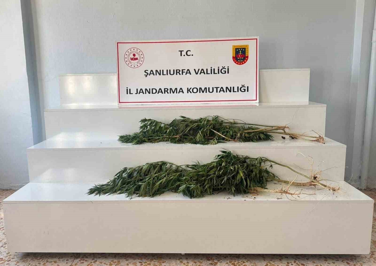 [YEREL / KAMU · Şanlıurfa · Akçakale] Şanlıurfa'da Uyuşturucu Operasyonu: 24 Kök Kenevir Ele Geçirildi, 2 Gözaltı