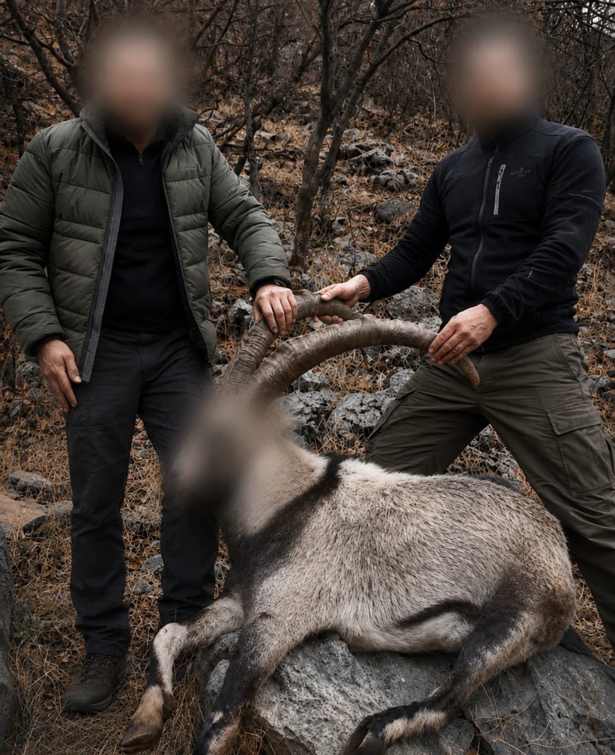 [YEREL / KAMU · Siirt · Şirvan] Siirt'te 5 Yaban Keçisini Yasa Dışı Avlayanlara Ceza