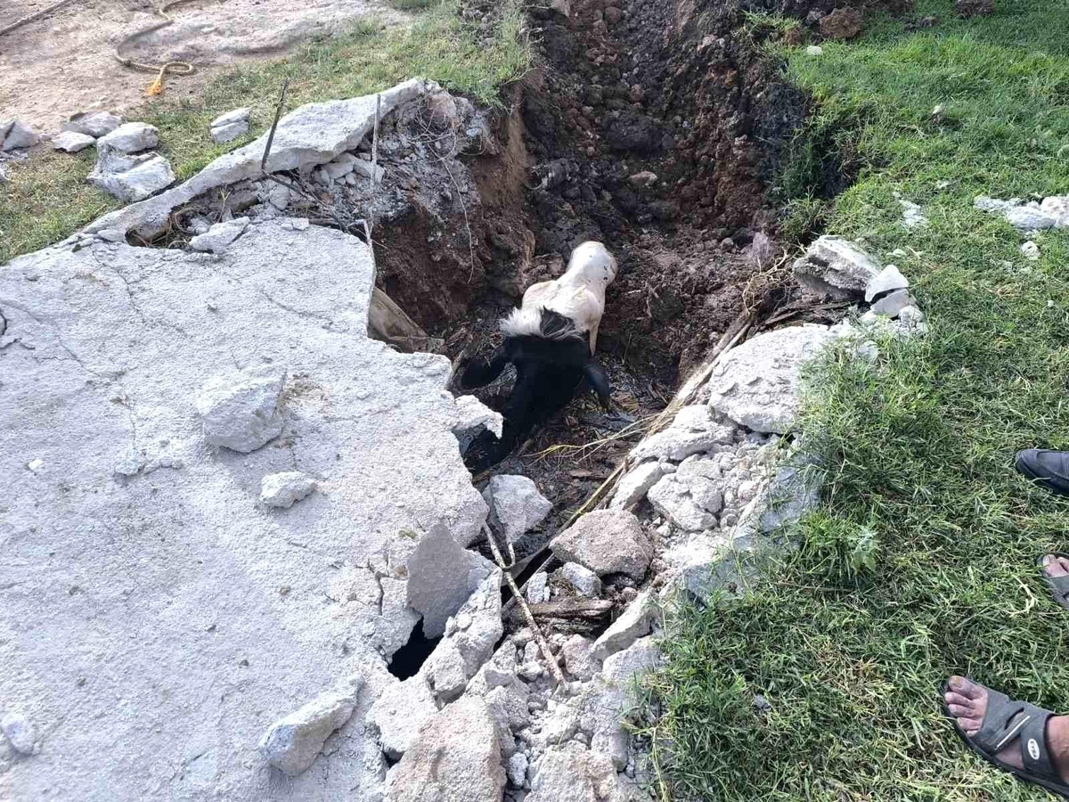 [YEREL / KAMU · Şanlıurfa · Akçakale] Şanlıurfa'da foseptik çukuruna düşen inek kurtarıldı