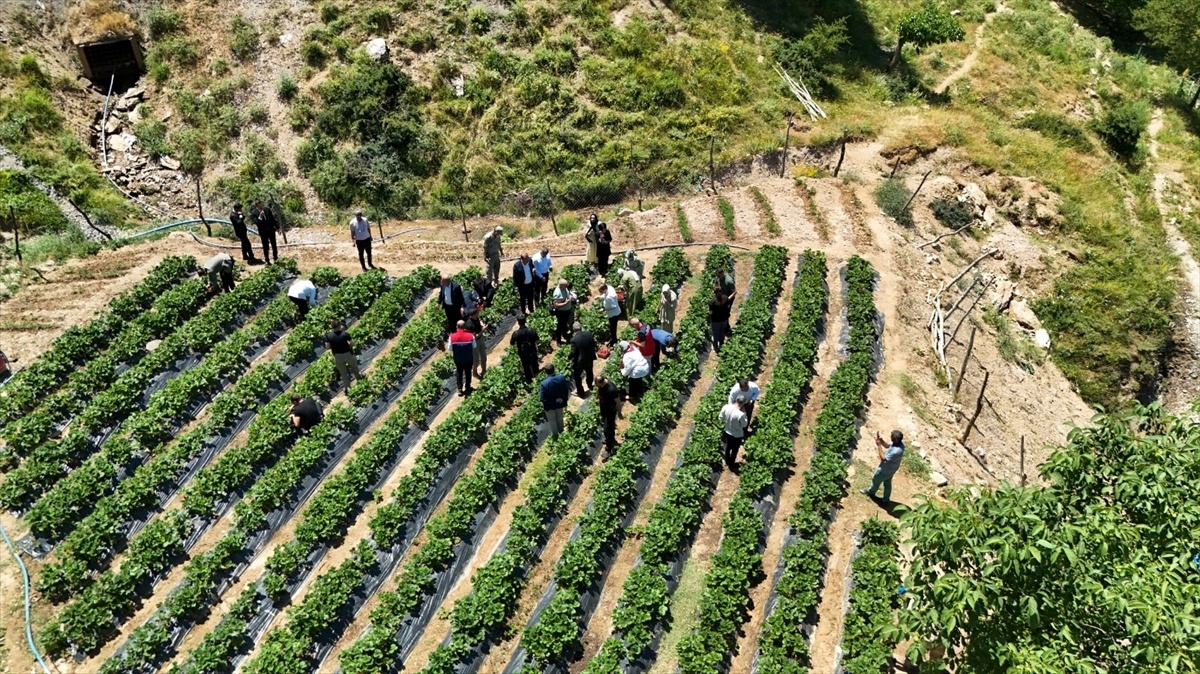[YEREL / KAMU · Siirt · Şirvan] Siirt'te çilek hasadı yapıldı