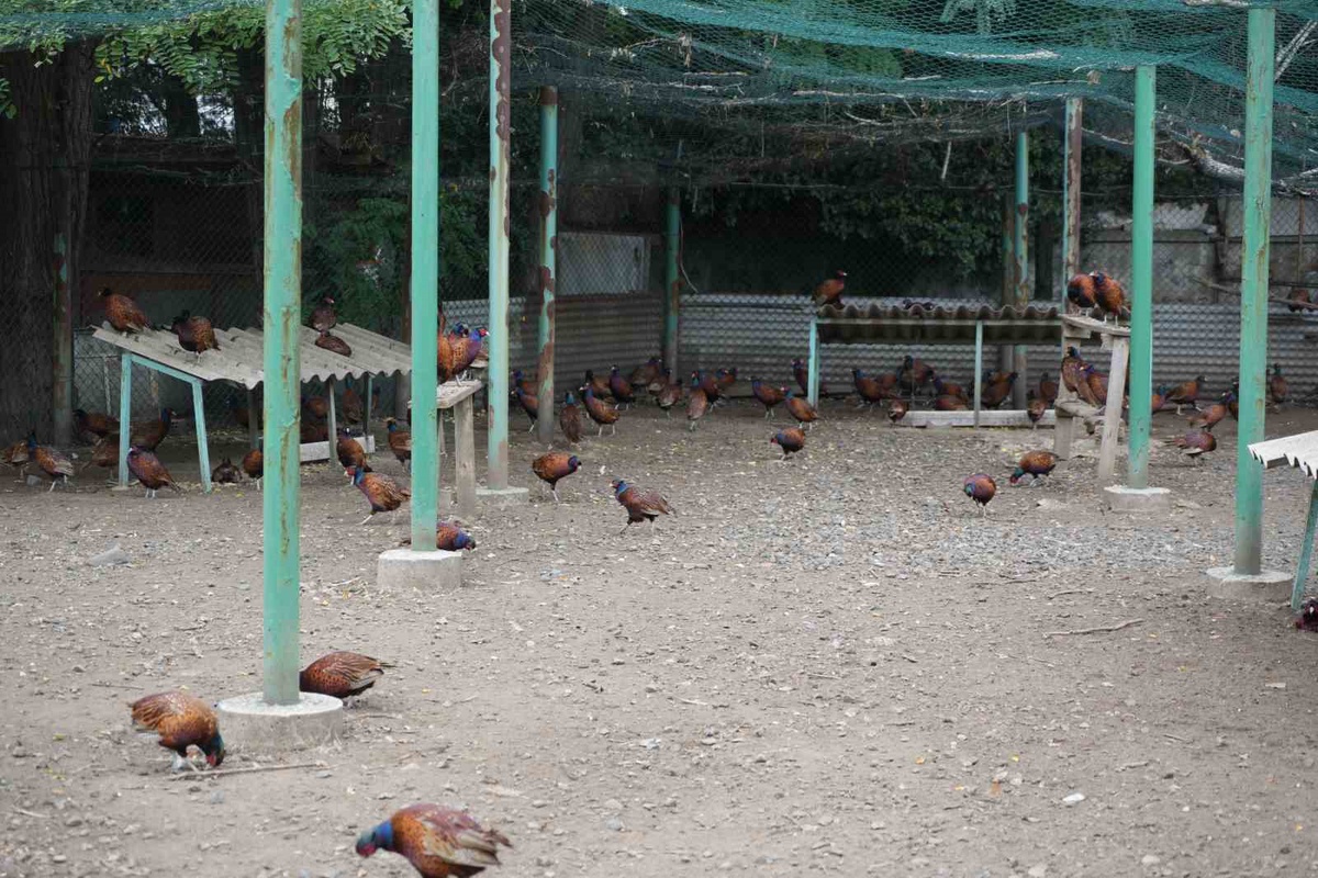 [BELEDIYE · Samsun] Samsun'da kahverengi kokarcaya karşı bu yıl 3 bin 500 sülün doğaya salındı