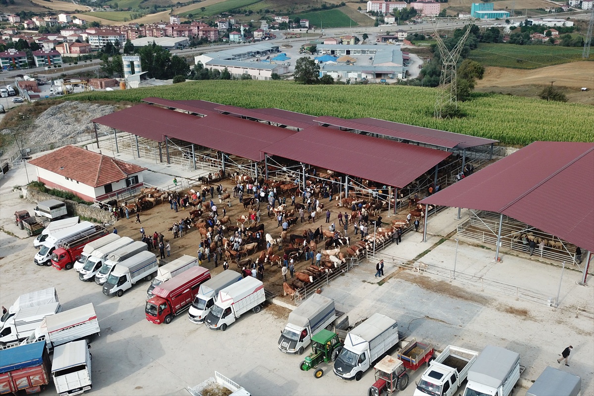 [BELEDIYE · Samsun] Samsun Havza'da şap tedbiri nedeniyle canlı hayvan pazarı kapatıldı