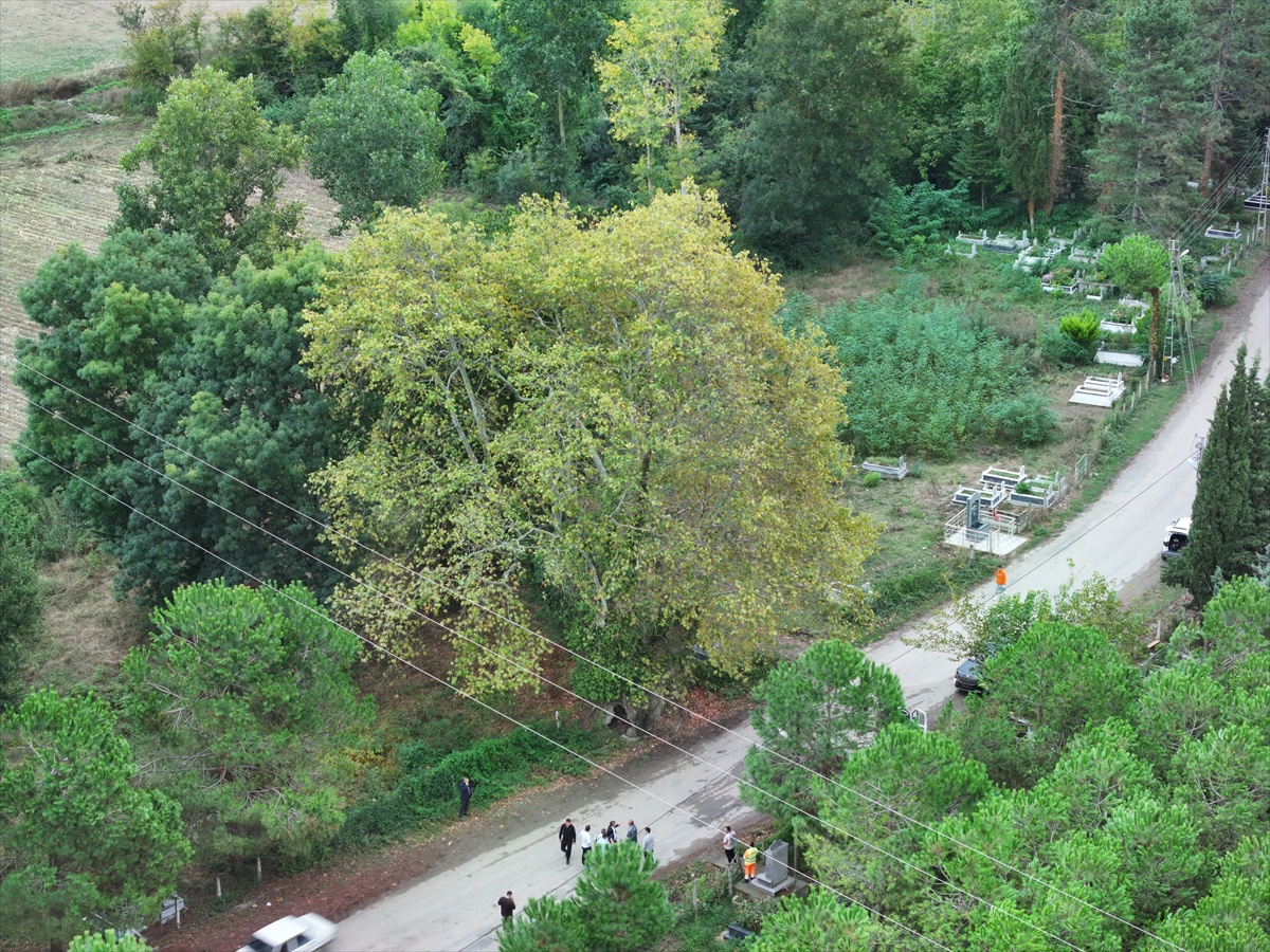 [BELEDIYE · Samsun · Alaçam] Samsun Alaçam'da belediye, 630 ve 450 yıllık çınarların anıt ağaç tescili için başvurdu