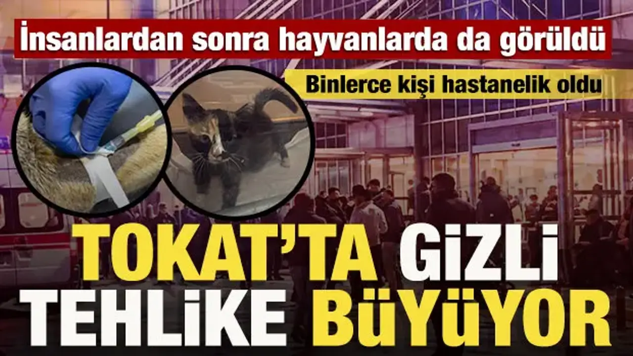 Tokat’ta 5 bin kişi etkilenmişti: Hastalık sokak hayvanlarında da görüldü