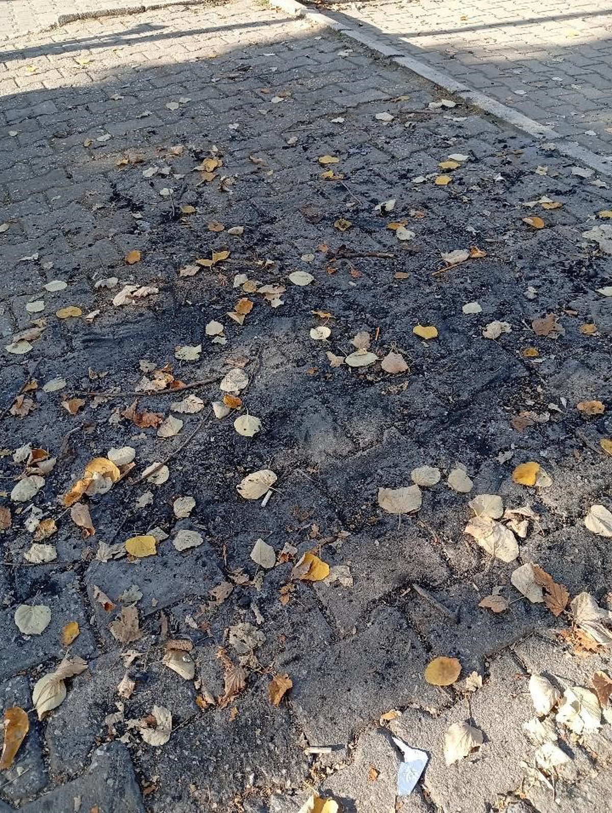 Bilecik'te Ali Ersoy Parkı'nda yakılan ateş çevrede kirliliğe yol açtı