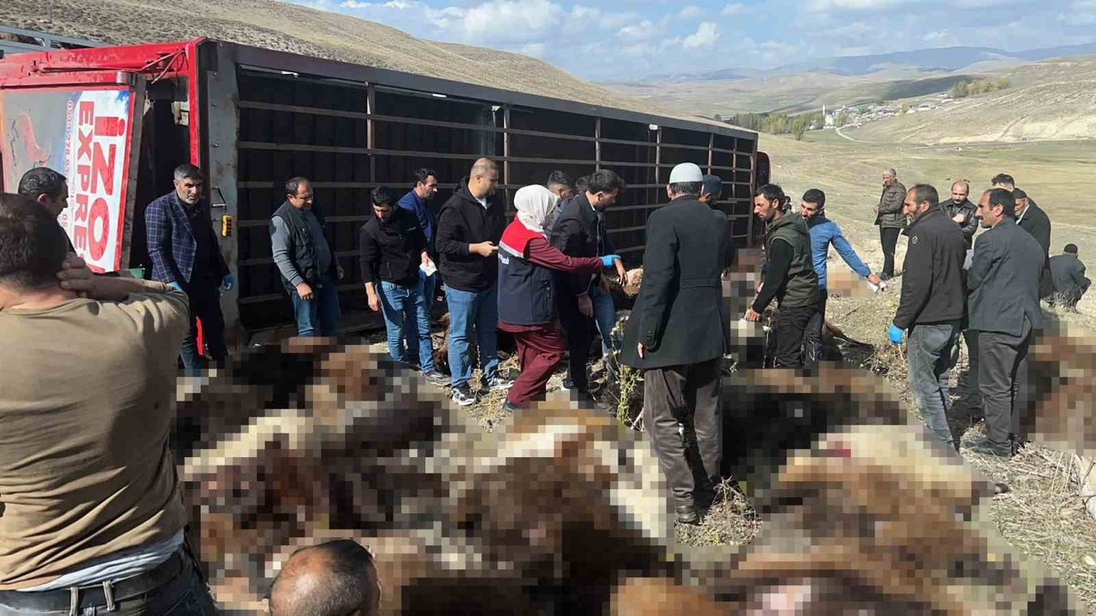 Erzurum Tekman'da hayvan taşıyan tır yan yattı, 130 küçükbaş telef oldu