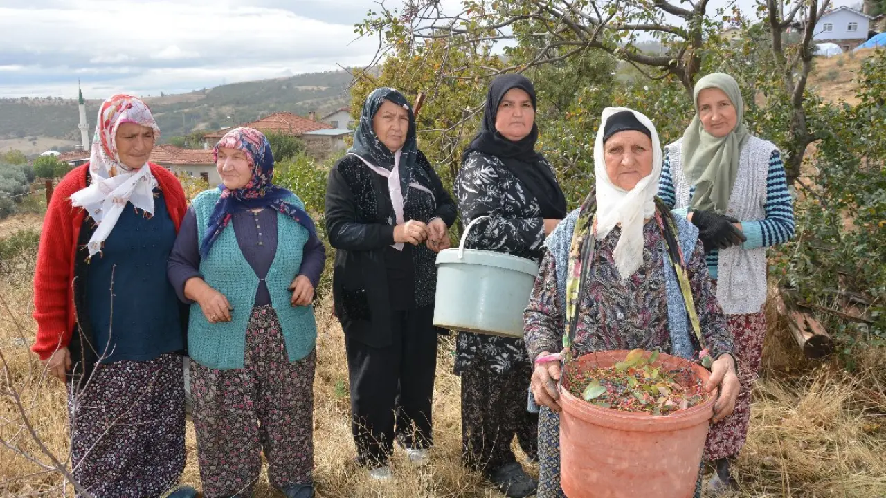 Kadınların gelir kaynağı oldu! Dağlardan toplayıp ilaç ve kozmetik devlerine satıyorlar