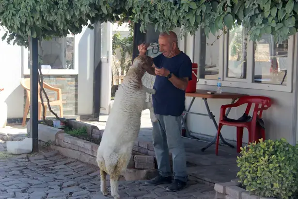9 aylık kuzu, sahibinin yanından ayrılmıyor! Şanlıurfa'da sıra dışı dostluk