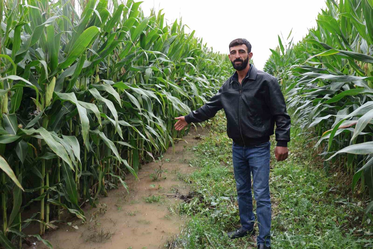 Elazığ'da sel, Yünlüce'de 300 dönümlük silajlık mısır tarlasını su altında bıraktı