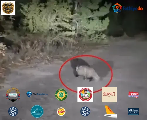 Aracıyla ilerlerken karşılaştı! Karabük'te heyecanlandıran anlar: Yolda böyle görüntülendi
